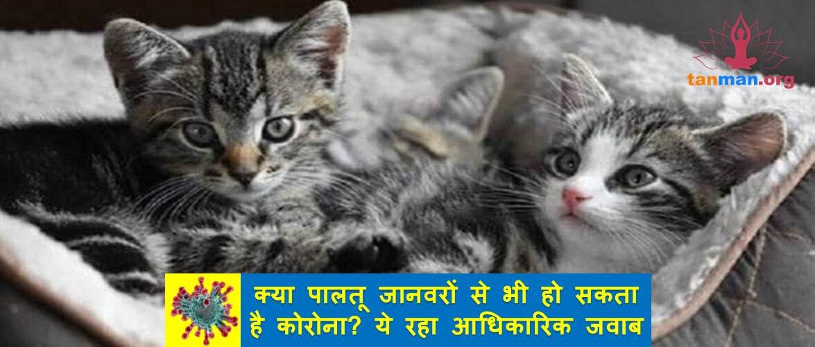 क्या पालतू जानवरों से भी हो सकता है कोरोना संक्रमण? ये रहा आधिकारिक जवाब